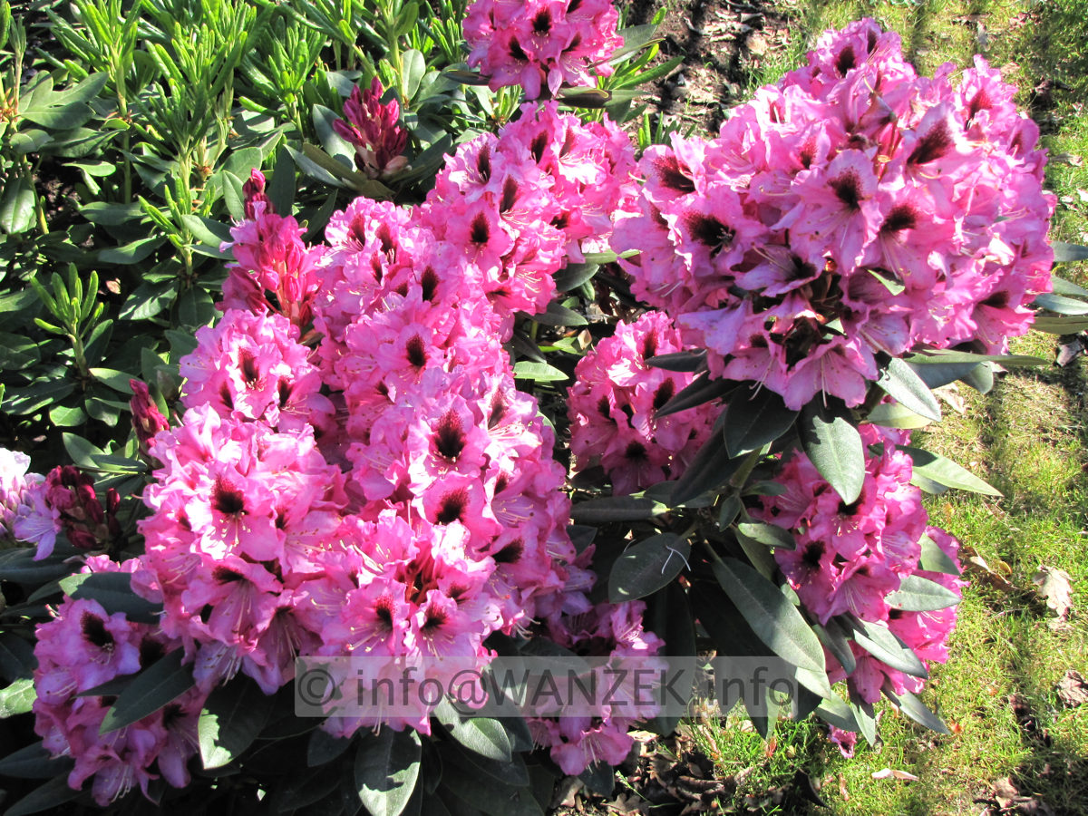 Rhododendron Kokardia 03.JPG